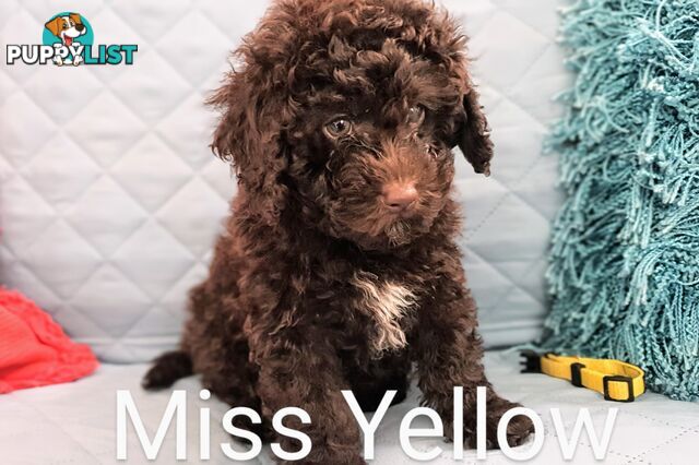 READY NOW, MINI POODLE PUPPIES, DNA CLEAR PARENTS