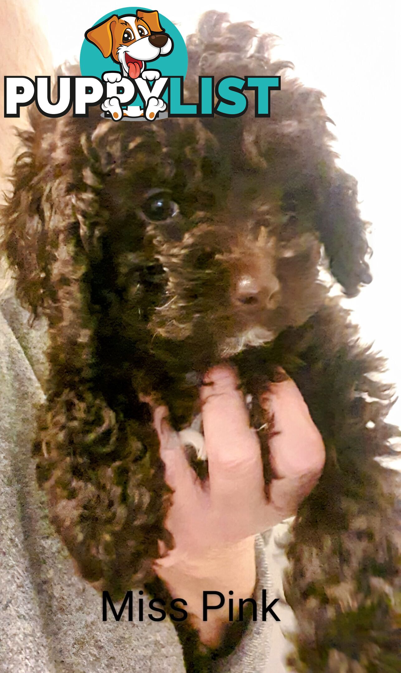 READY NOW, MINI POODLE PUPPIES, DNA CLEAR PARENTS