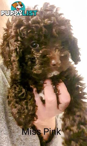 READY NOW, MINI POODLE PUPPIES, DNA CLEAR PARENTS