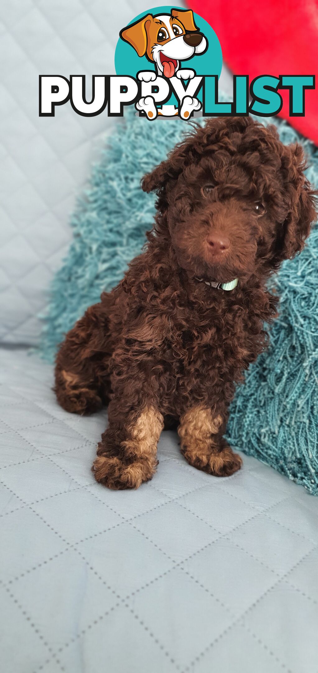 READY NOW, MINI POODLE PUPPIES, DNA CLEAR PARENTS