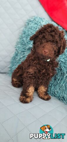 READY NOW, MINI POODLE PUPPIES, DNA CLEAR PARENTS