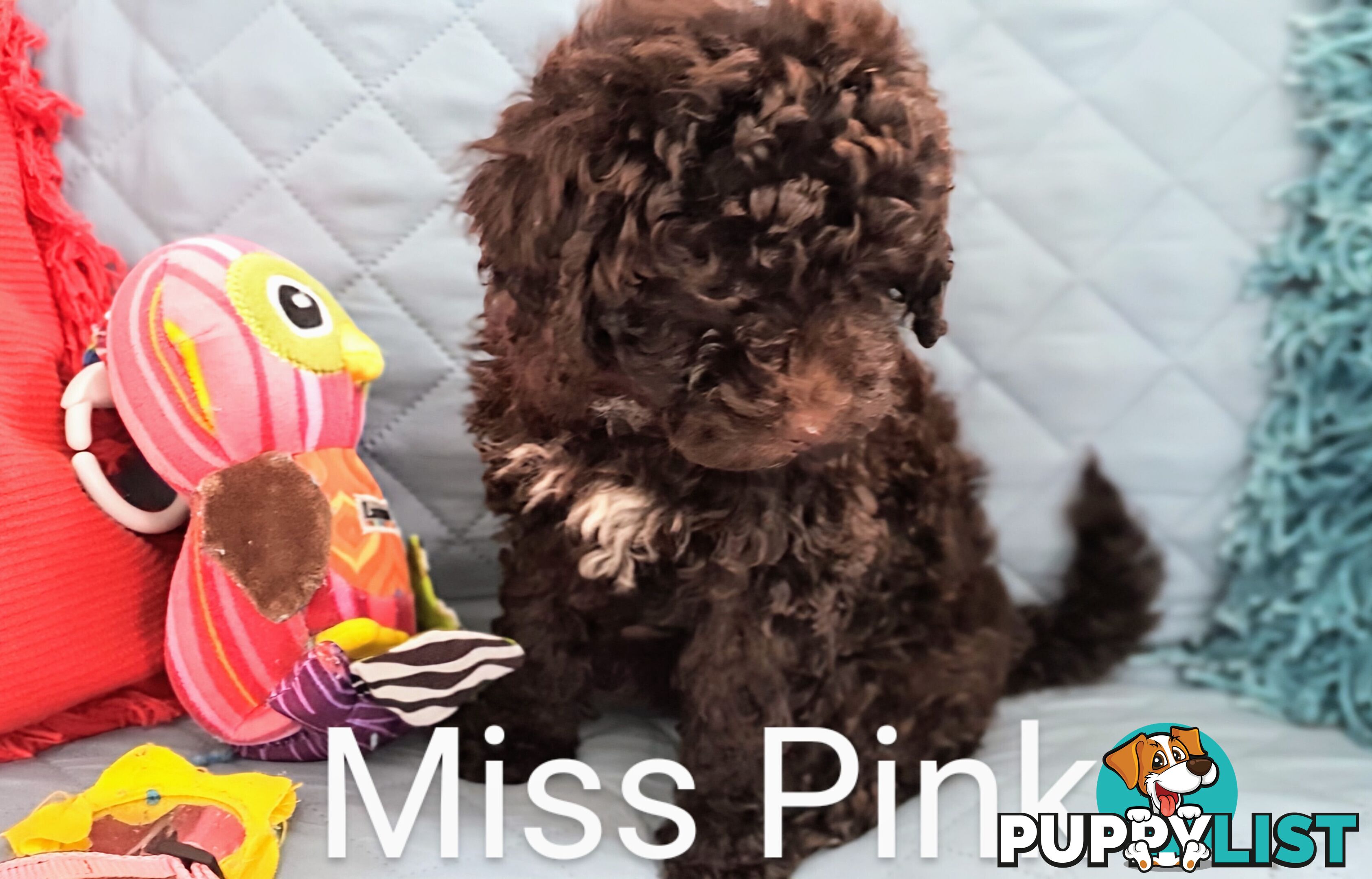 READY NOW, MINI POODLE PUPPIES, DNA CLEAR PARENTS