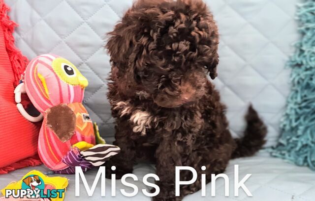 READY NOW, MINI POODLE PUPPIES, DNA CLEAR PARENTS