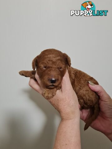 MINI POODLE FOR STUD, DNA CLEAR, HIP/ELBOW SCORED.