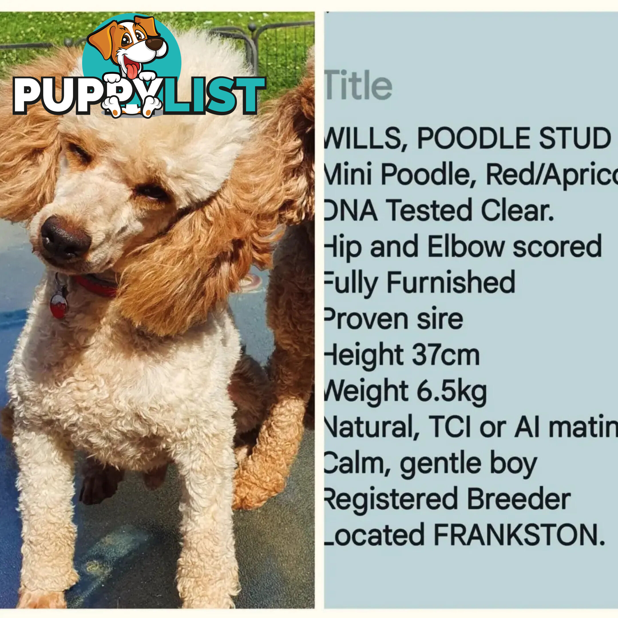 MINI POODLE FOR STUD, DNA CLEAR,  HIP & ELBOW SCORED