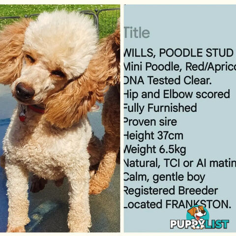 MINI POODLE FOR STUD, DNA CLEAR,  HIP & ELBOW SCORED