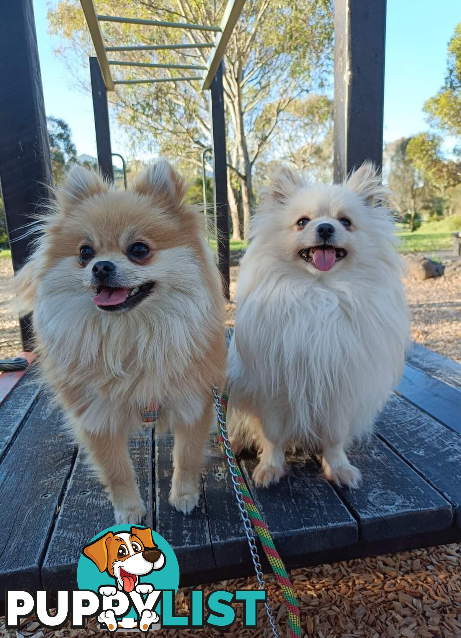 A Very Tiny Cute Pure Bred Pomeranian Pup boys.