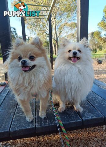 A Very Tiny Cute Pure Bred Pomeranian Pup boys.