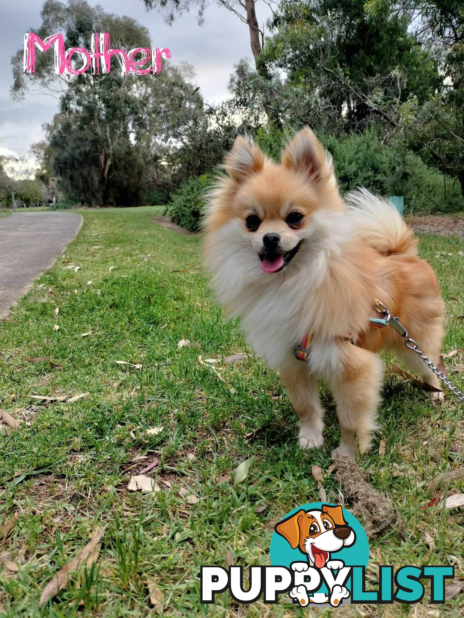 A Very Tiny Cute Pure Bred Pomeranian Pup boys.