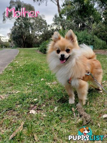 A Very Tiny Cute Pure Bred Pomeranian Pup boys.