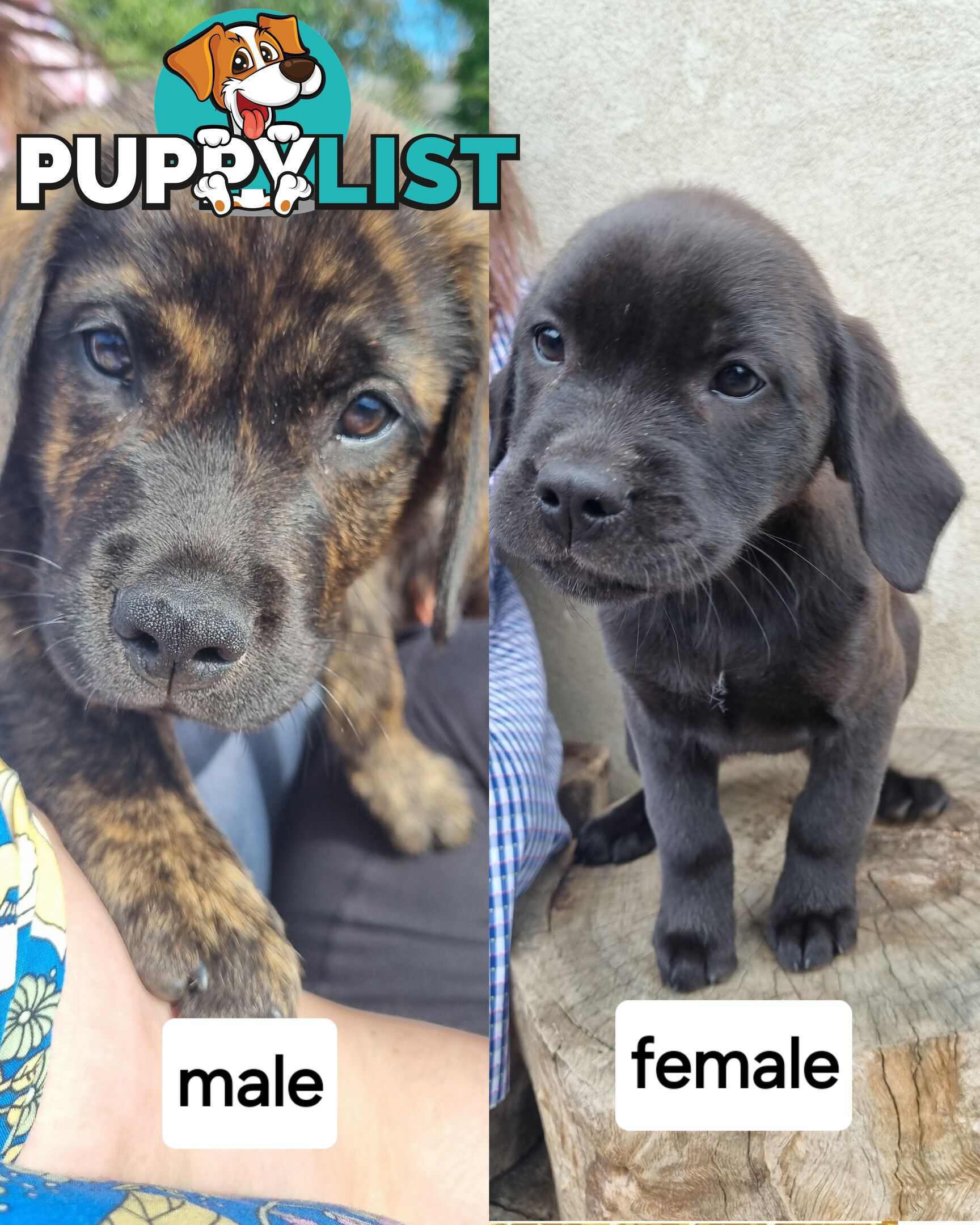 Lab/staffy/bullmastiff X puppies for sale in need of a loving home