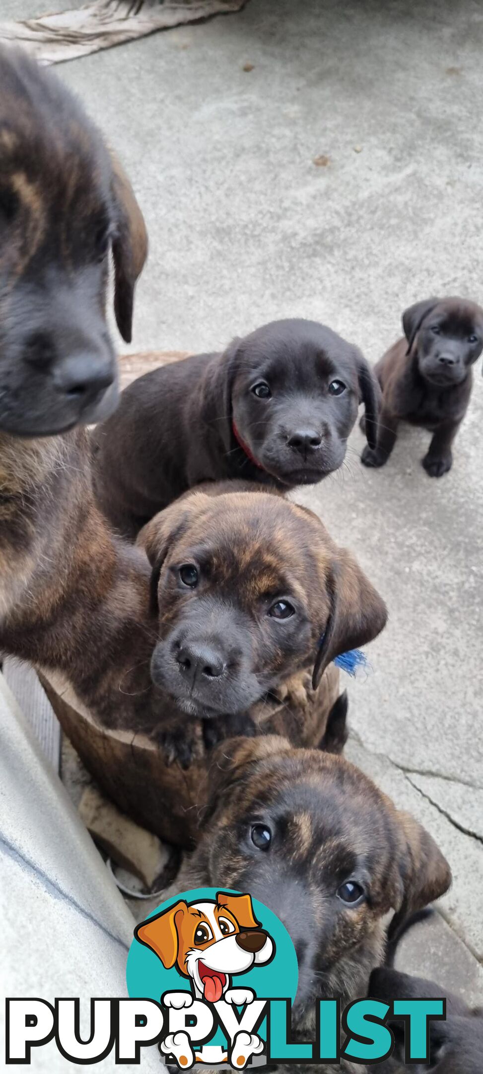 Lab/staffy/bullmastiff X puppies for sale in need of a loving home