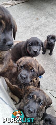 Lab/staffy/bullmastiff X puppies for sale in need of a loving home