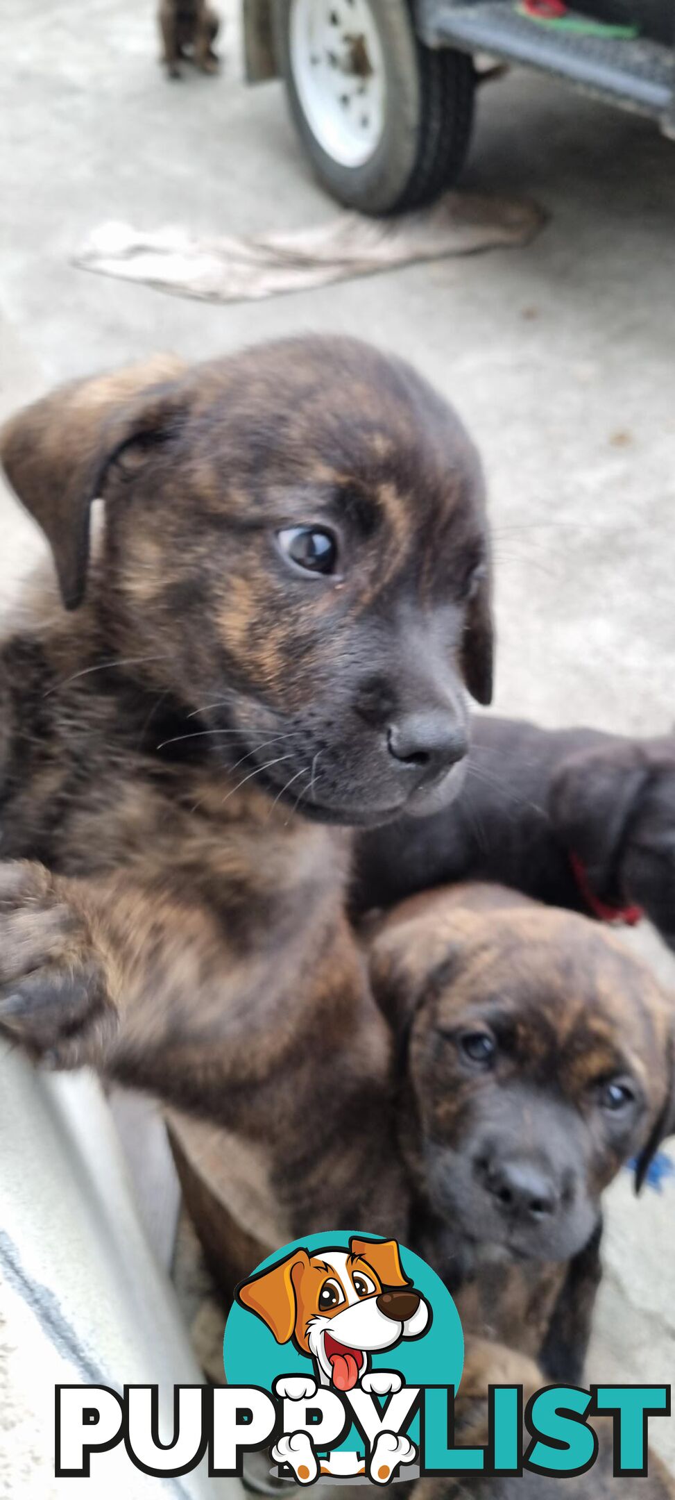 Lab/staffy/bullmastiff X puppies for sale in need of a loving home