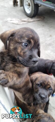 Lab/staffy/bullmastiff X puppies for sale in need of a loving home