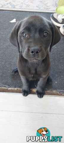 Lab/staffy/bullmastiff X puppies for sale in need of a loving home