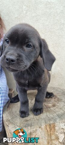 Lab/staffy/bullmastiff X puppies for sale in need of a loving home