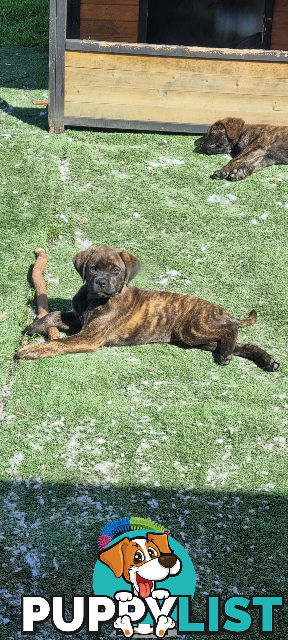 Lab/staffy/bullmastiff X puppies for sale in need of a loving home