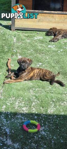 Lab/staffy/bullmastiff X puppies for sale in need of a loving home