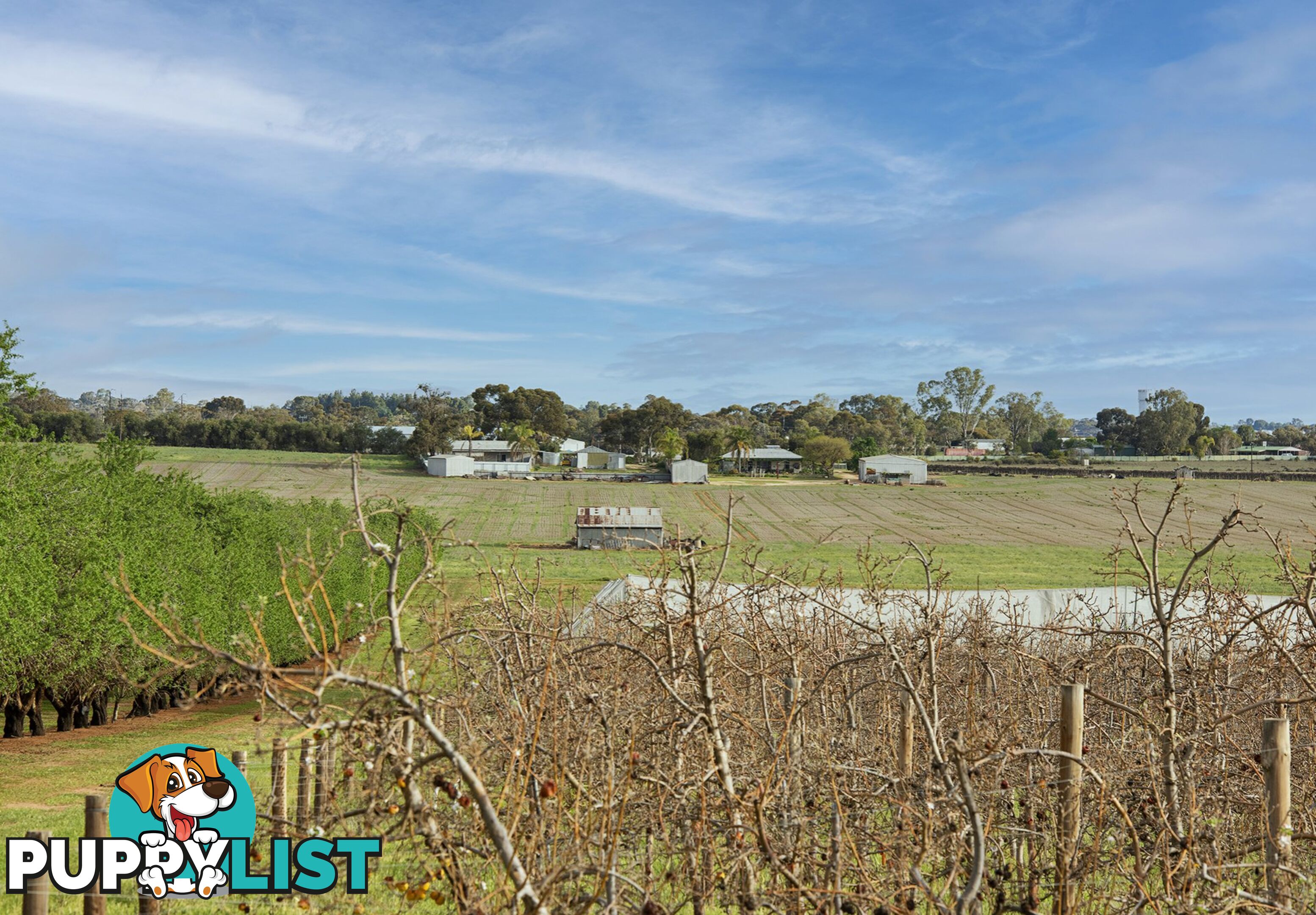 41 Briers Road LOXTON NORTH SA 5333