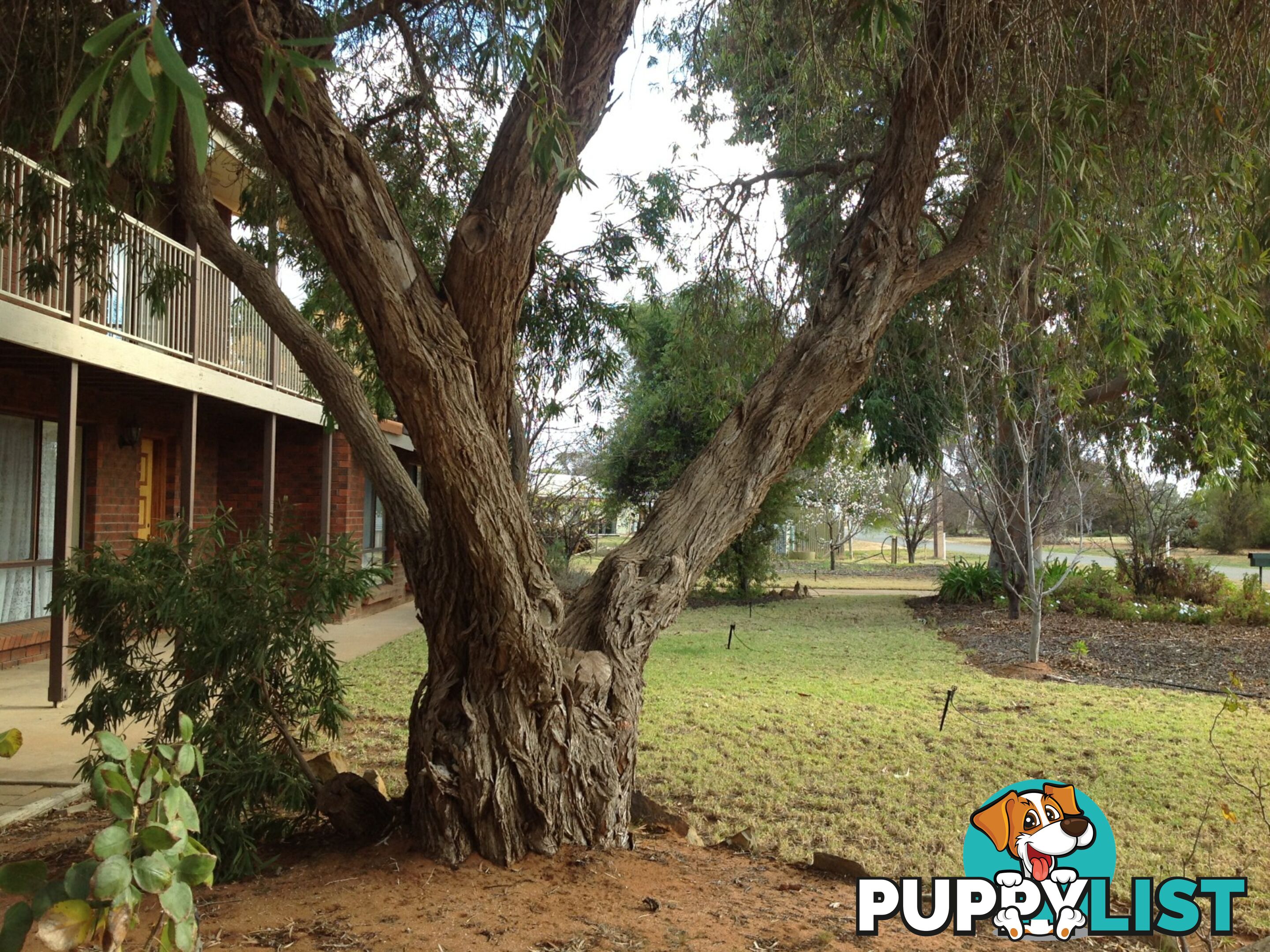 13A Maple Street BARMERA SA 5345