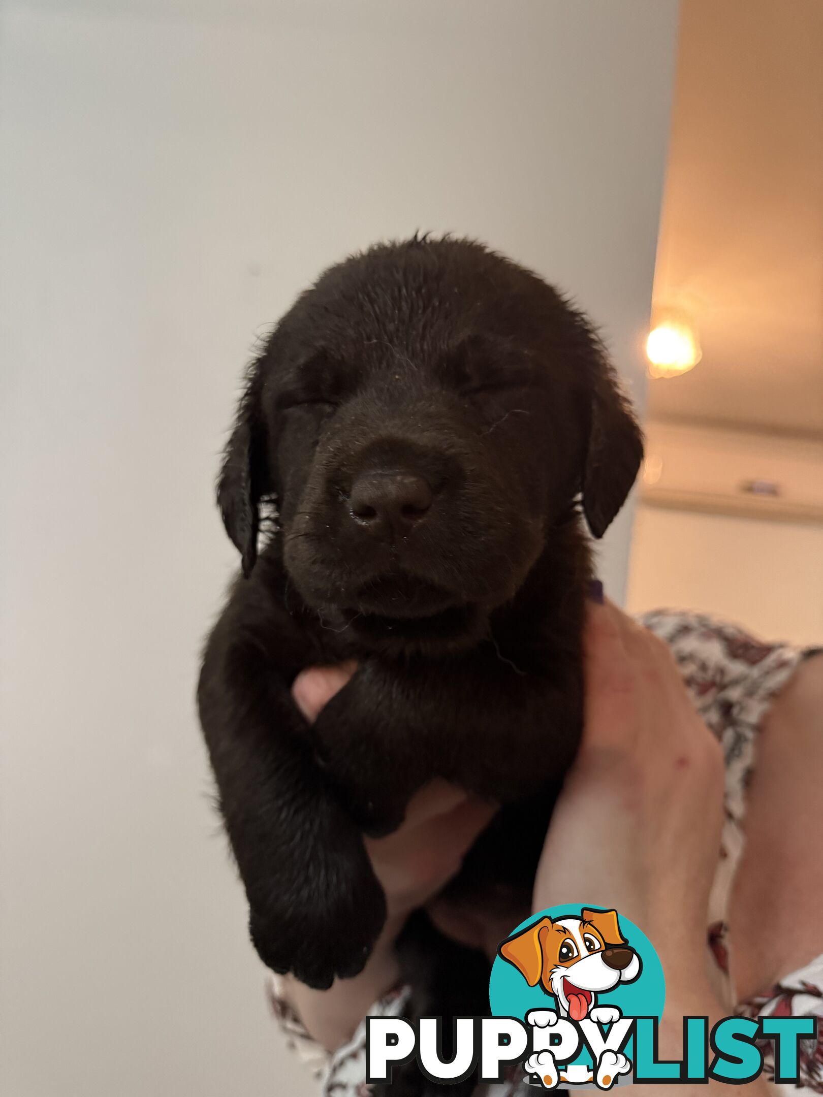 LABRADOR CHOCOLATE &BLACK (PUREBRED) PUPPIES FOR SALE