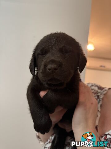 LABRADOR CHOCOLATE &BLACK (PUREBRED) PUPPIES FOR SALE