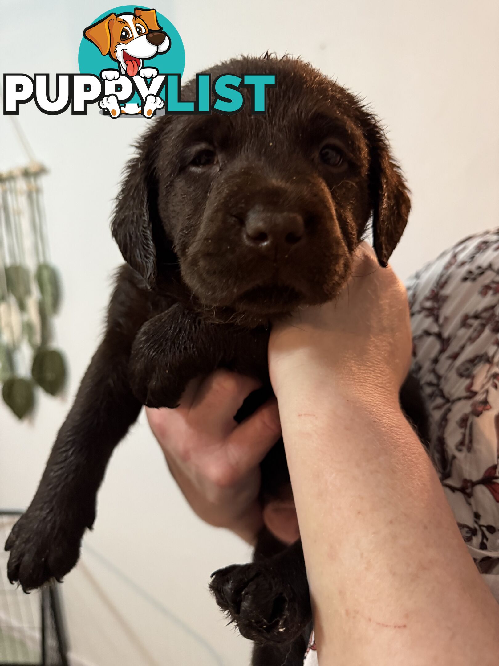 LABRADOR CHOCOLATE &BLACK (PUREBRED) PUPPIES FOR SALE
