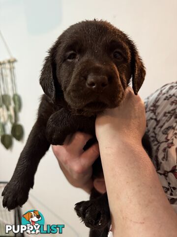 LABRADOR CHOCOLATE &BLACK (PUREBRED) PUPPIES FOR SALE