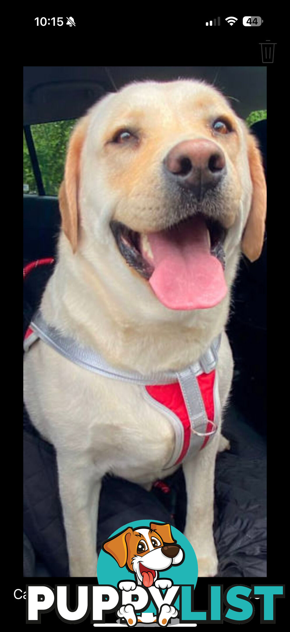 LABRADOR CHOCOLATE &BLACK (PUREBRED) PUPPIES FOR SALE