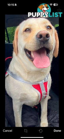 LABRADOR CHOCOLATE &BLACK (PUREBRED) PUPPIES FOR SALE