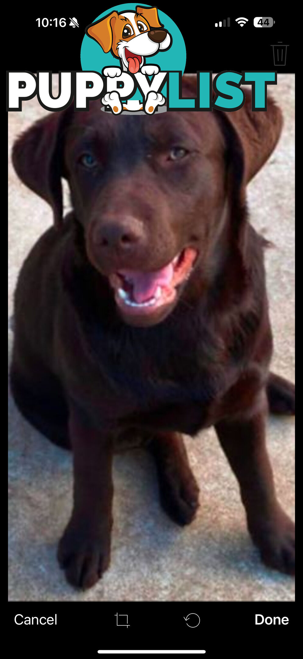 LABRADOR CHOCOLATE &BLACK (PUREBRED) PUPPIES FOR SALE