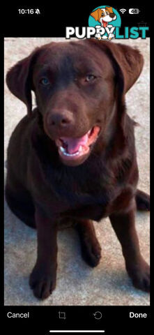 LABRADOR CHOCOLATE &BLACK (PUREBRED) PUPPIES FOR SALE