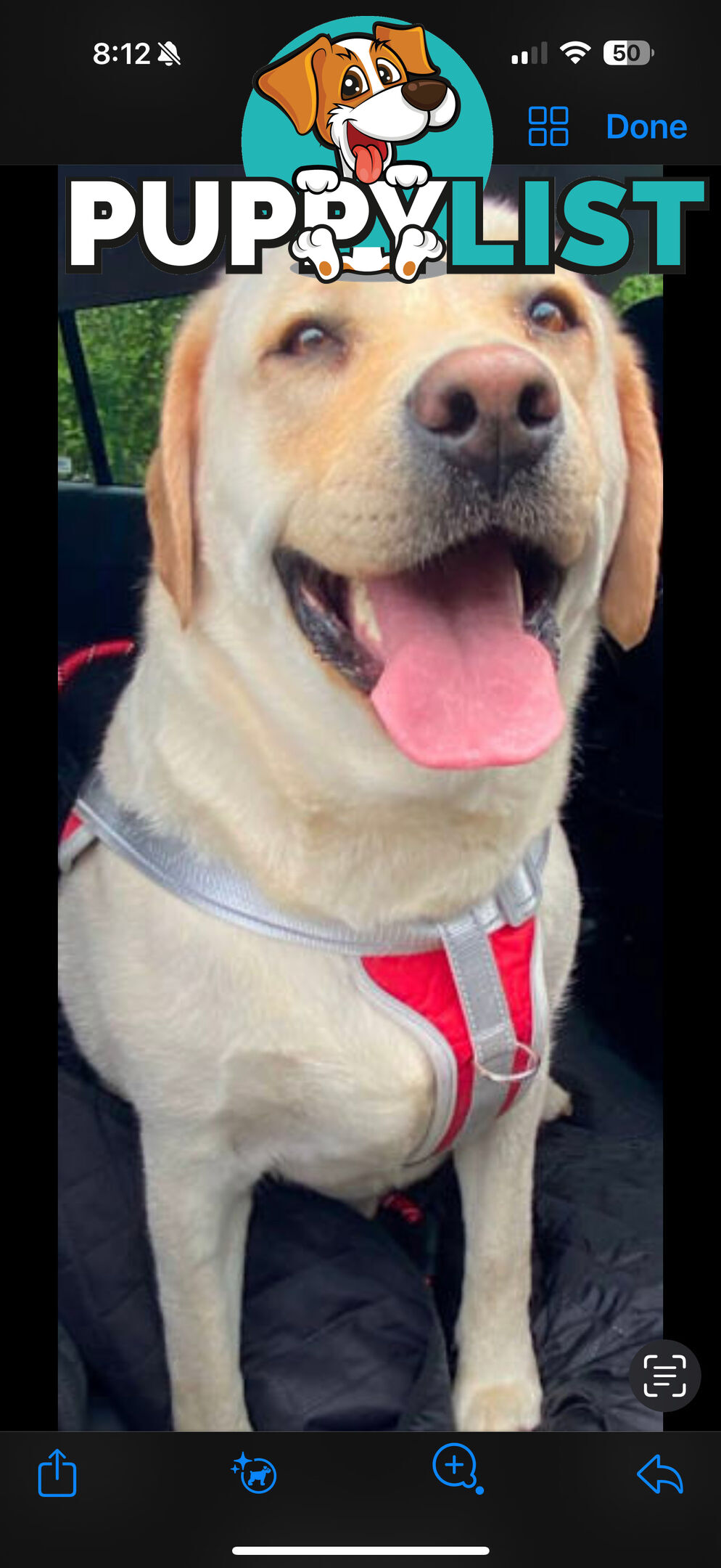LABRADOR CHOCOLATE &BLACK (PUREBRED) PUPPIES FOR SALE