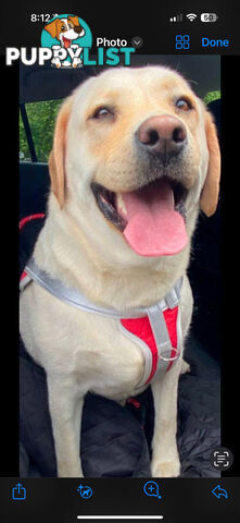 LABRADOR CHOCOLATE &BLACK (PUREBRED) PUPPIES FOR SALE