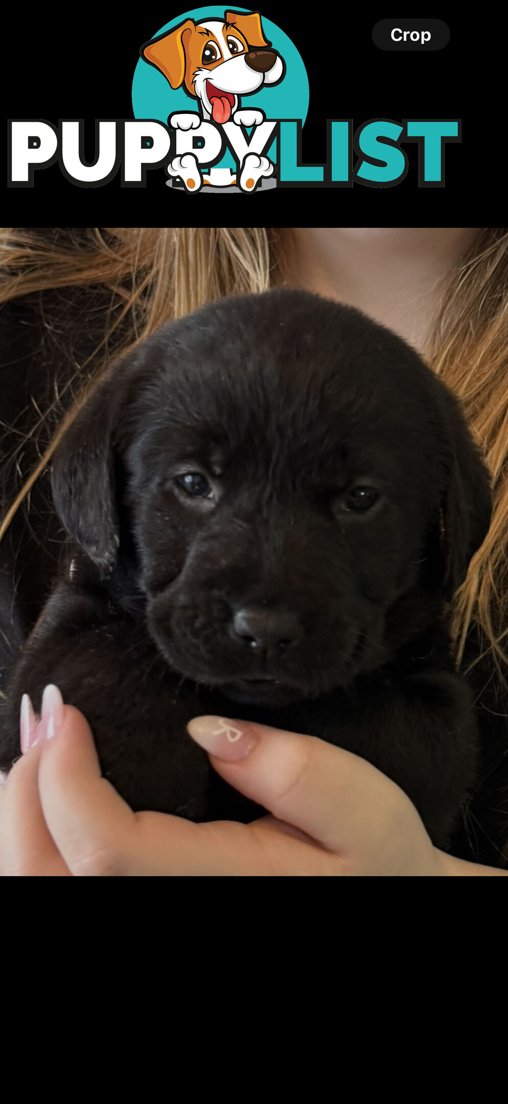 LABRADOR CHOCOLATE &BLACK (PUREBRED) PUPPIES FOR SALE