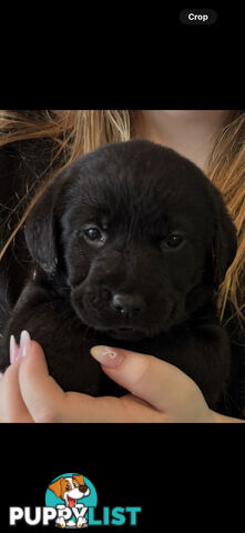 LABRADOR CHOCOLATE &BLACK (PUREBRED) PUPPIES FOR SALE