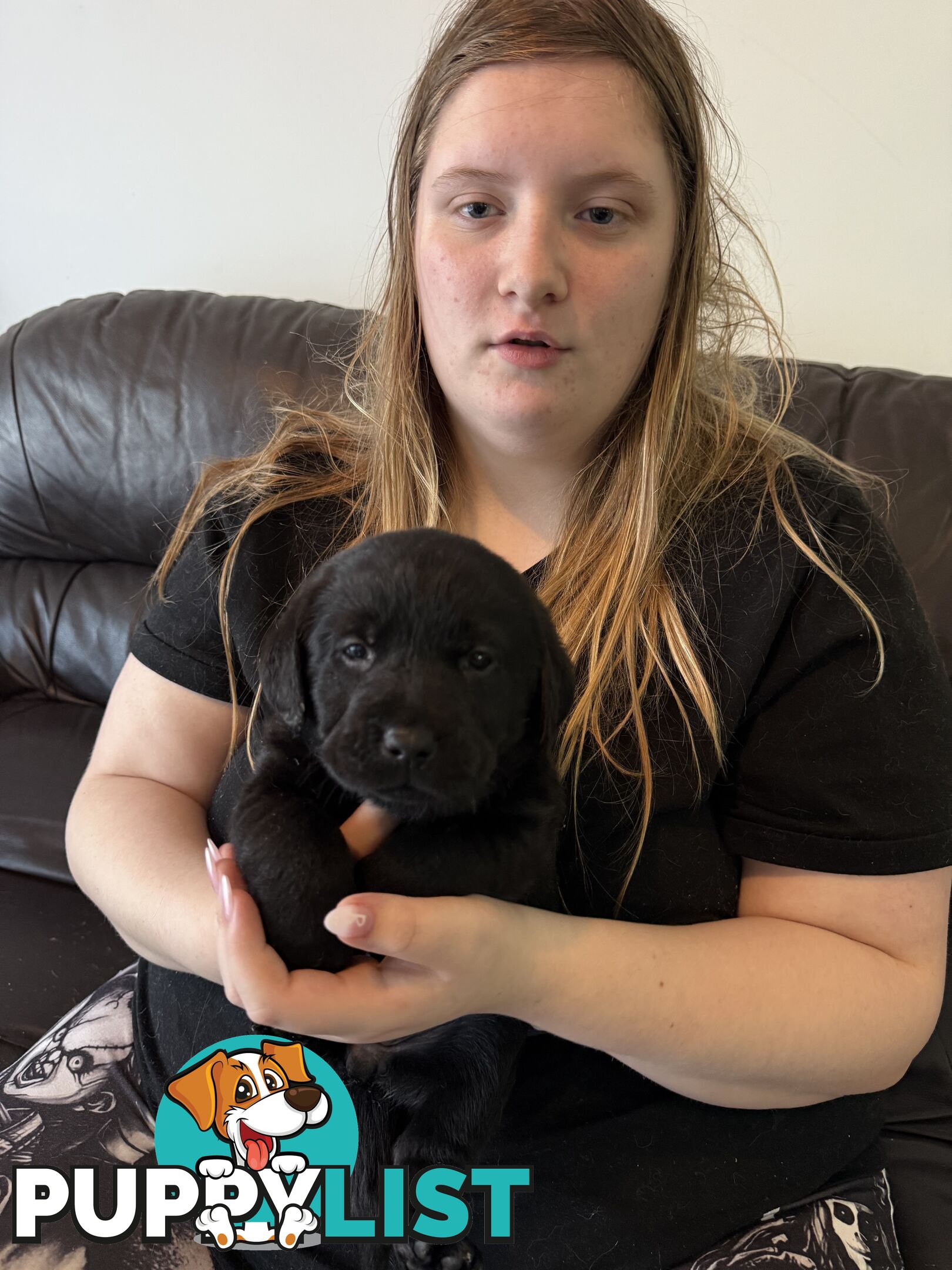 LABRADOR CHOCOLATE &BLACK (PUREBRED) PUPPIES FOR SALE