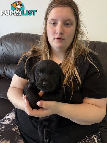 LABRADOR CHOCOLATE &BLACK (PUREBRED) PUPPIES FOR SALE