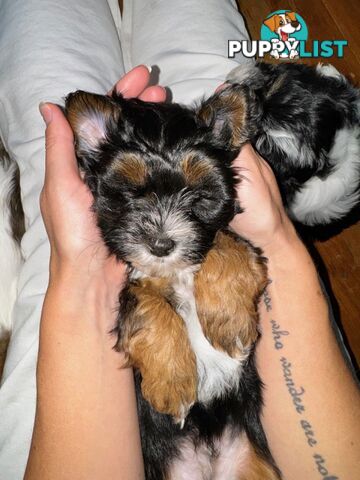 Maltese x cavoodle puppies ONLY 2 LEFT