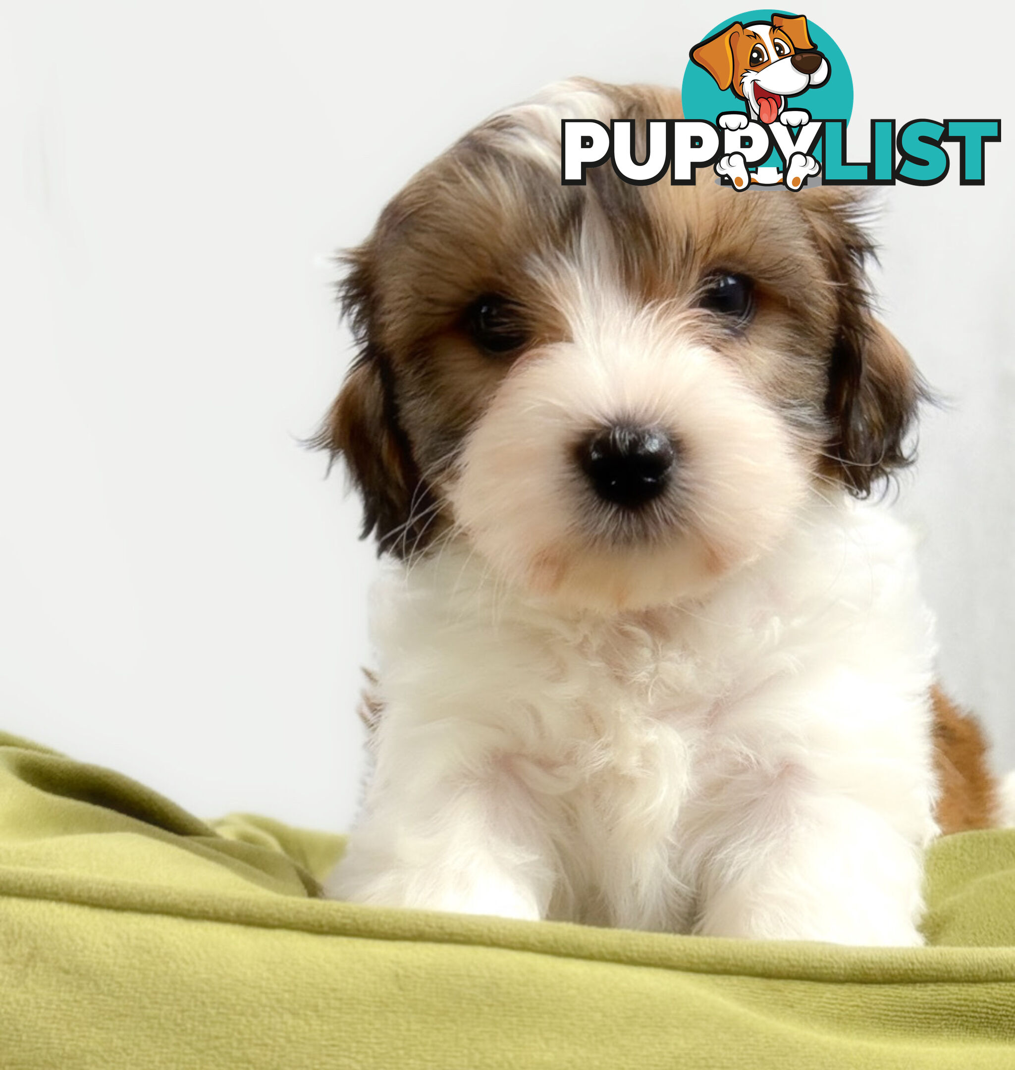 Maltese x cavoodle male puppy