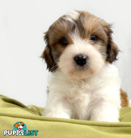 Maltese x cavoodle male puppy