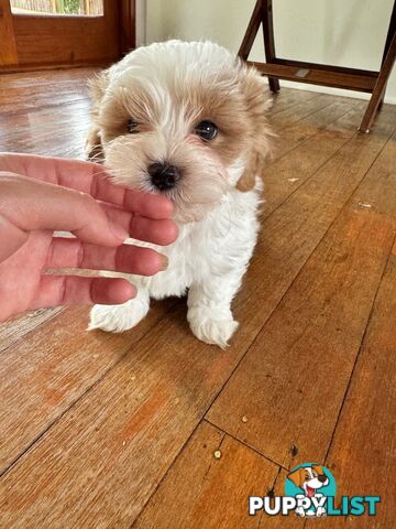 Maltese x cavoodle puppies ONLY 2 LEFT