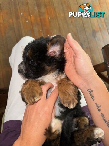 Maltese x cavoodle puppies ONLY 2 LEFT