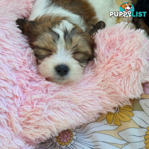 Maltese x cavoodle male puppy