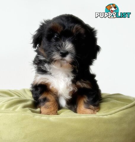 Maltese x cavoodle puppies ONLY 2 LEFT