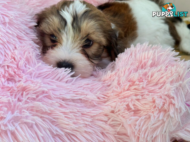 Maltese x cavoodle male puppy