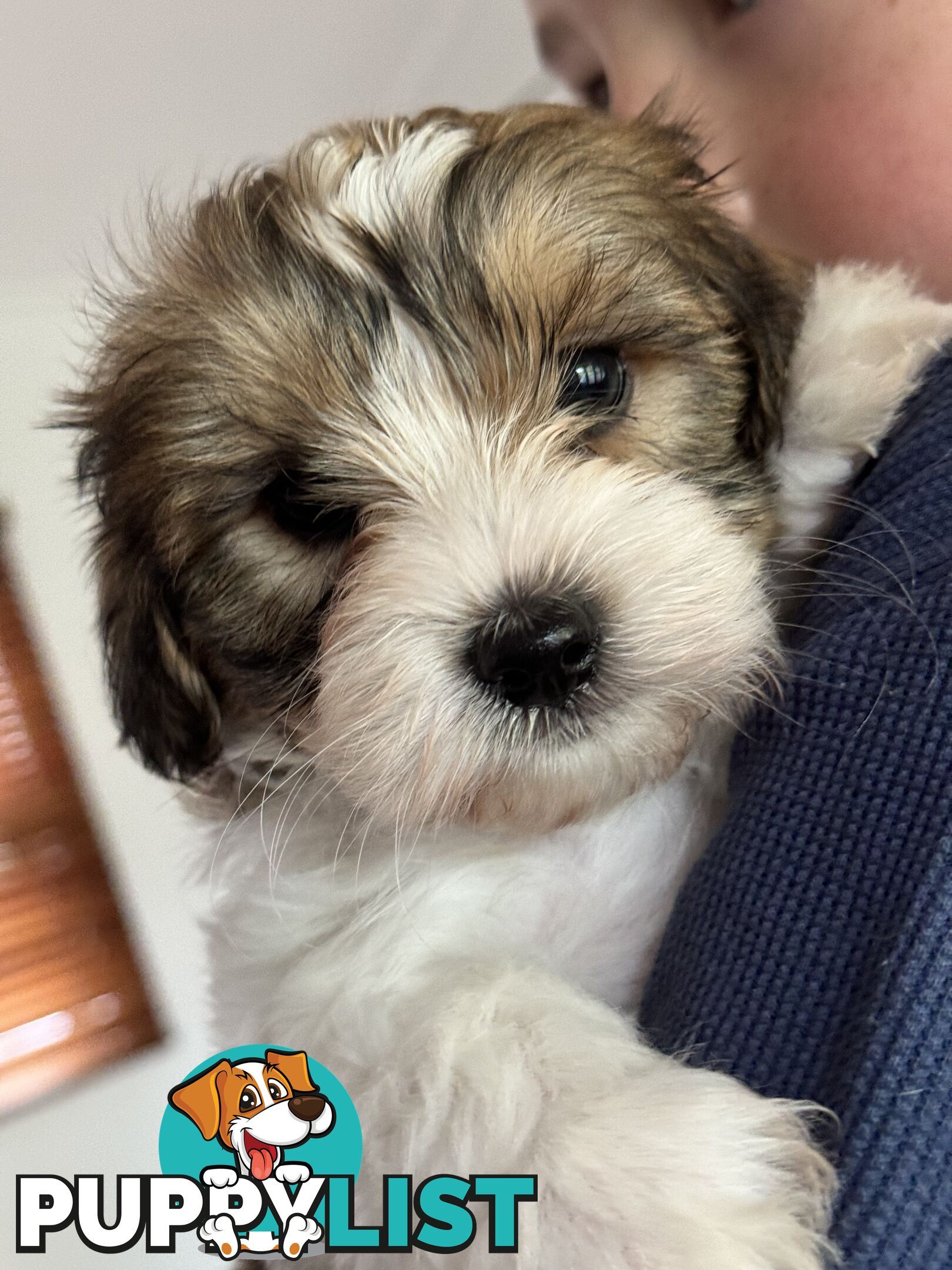 Maltese x cavoodle male puppy