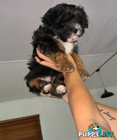 Maltese x cavoodle puppies ONLY 2 LEFT