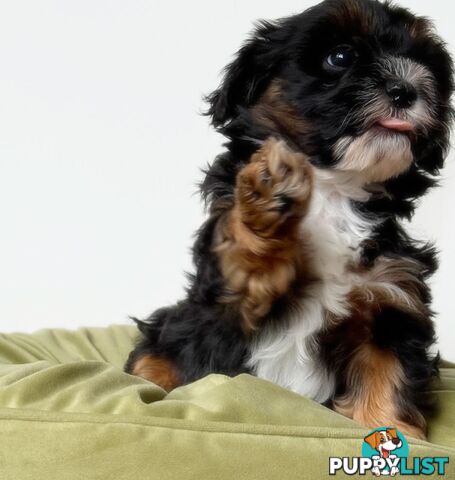 Maltese x cavoodle puppies ONLY 2 LEFT